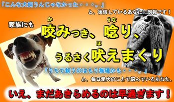 噛む犬の専門トレーナー山本卓のしつけ法.jpg